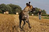 DOGUE ALLEMAND 332